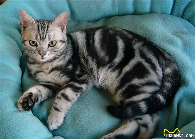 美国短毛猫的6大“优点”，养过的人表示不想换猫了