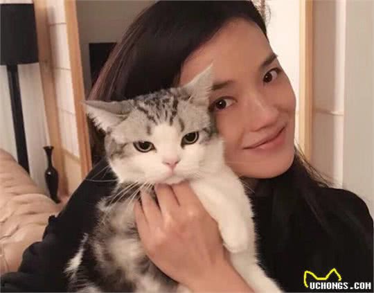 美国短毛猫的6大“优点”，养过的人表示不想换猫了