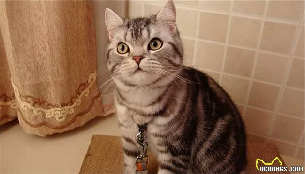 美国短毛猫的6大“优点”，养过的人表示不想换猫了