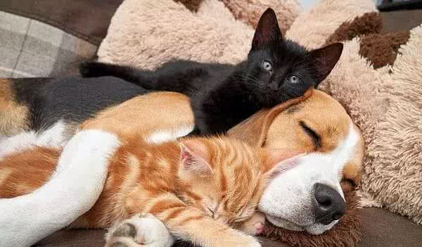 1岁比格犬就当了妈妈，还帮洗澡和喂奶，猫咪十分依赖