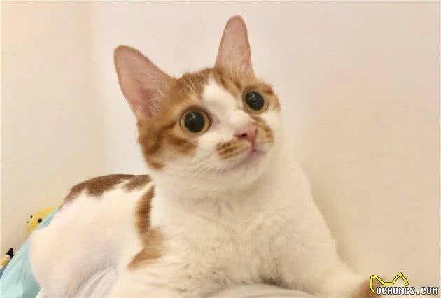 你知道笼养的猫最后会怎样吗？养猫需谨慎，笼养不可取