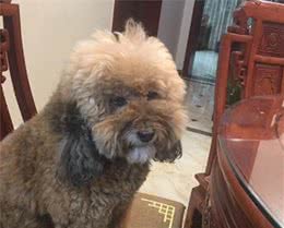 就算狗狗身体不好也不要乱补保健品，否则反而会弄巧成拙