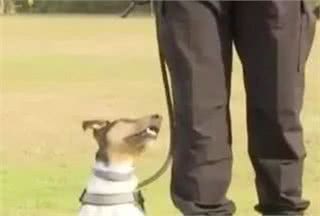 超小型警犬上岗！嗅觉灵敏、体能超强，还能在零下25度工作