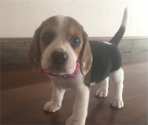 养一只比格犬，是一种怎样的体验？比格犬的性格特点