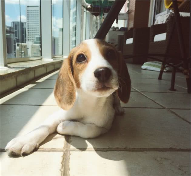 养一只比格犬，是一种怎样的体验？比格犬的性格特点