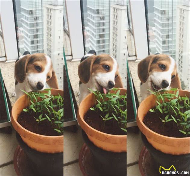 养一只比格犬，是一种怎样的体验？比格犬的性格特点
