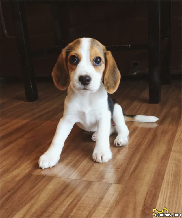 养一只比格犬，是一种怎样的体验？比格犬的性格特点