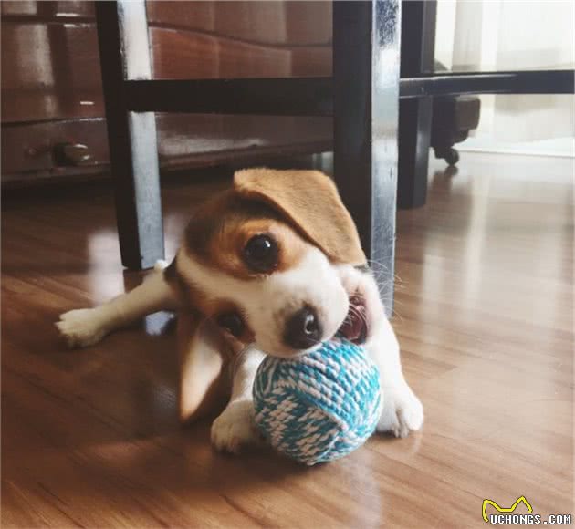 养一只比格犬，是一种怎样的体验？比格犬的性格特点