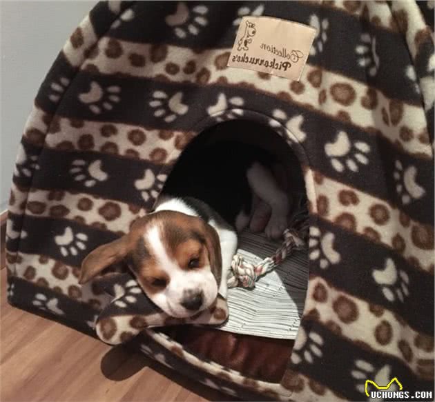 养一只比格犬，是一种怎样的体验？比格犬的性格特点