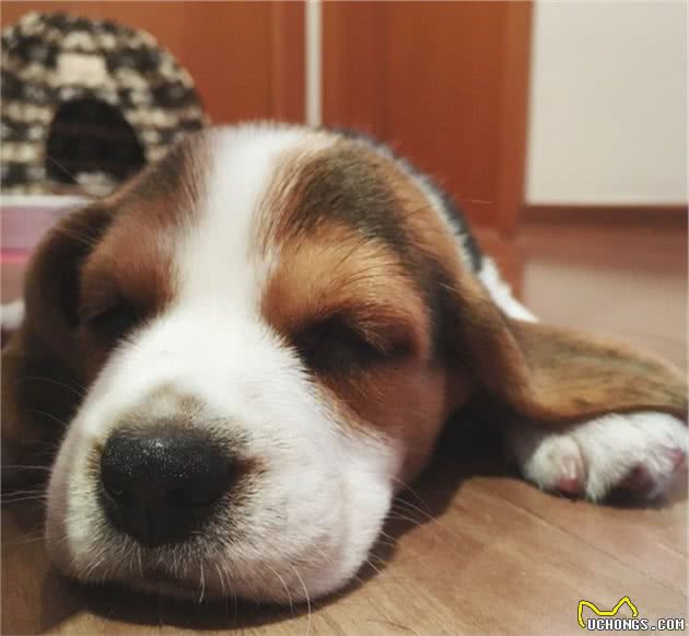 养一只比格犬，是一种怎样的体验？比格犬的性格特点