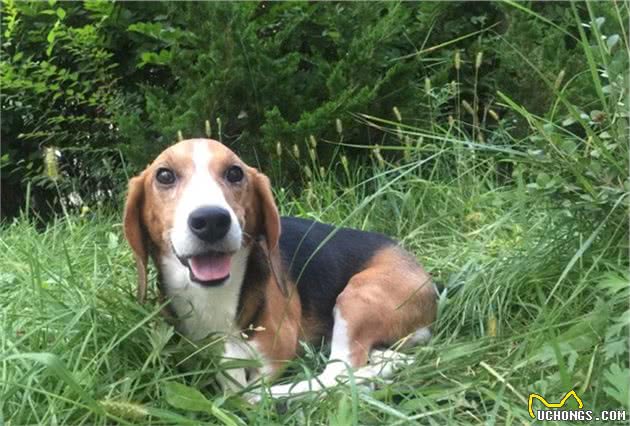 养一只比格犬，是一种怎样的体验？比格犬的性格特点