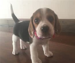 养一只比格犬，是一种怎样的体验？比格犬的性格特点