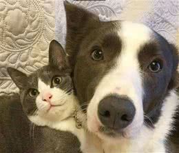 猫猫狗狗秀恩爱，真是被秀到了