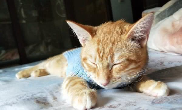 主人花9小时做玩偶给猫咪作伴，却被它立马拍飞：滚，有我就够了