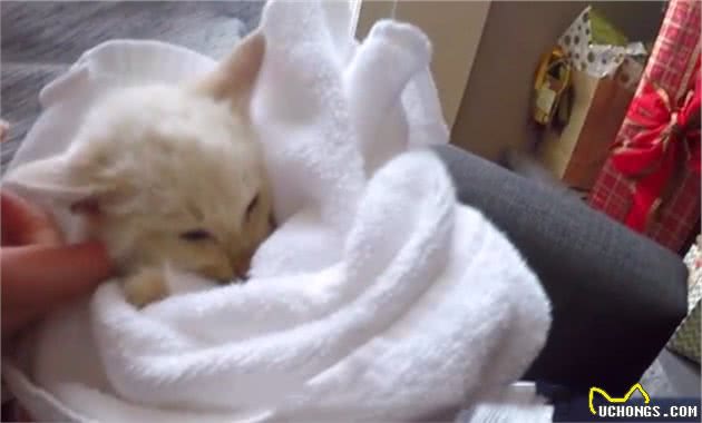 冻僵小猫敲门求救，男主人坚持心肺复苏一小时后，猫咪幸运苏醒！