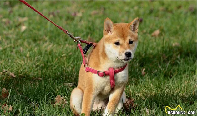 柴犬聪明吗？不爱听主人的话，但做坏事智商突破天际
