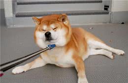 柴犬聪明吗？不爱听主人的话，但做坏事智商突破天际