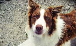 养狗人请收悉：防止你家狗狗走失，这六招真的很管用