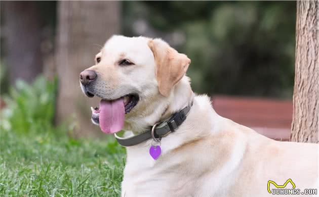 骗我买拉布拉多犬的人，你可把我害惨了