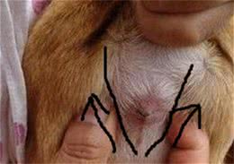 宠物猫狗清理肛门腺