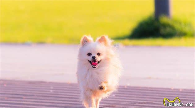 犬界“爱叫”的7种狗，不适合公寓养，不然邻居会“恨你入骨”