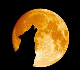 犬界“爱叫”的7种狗，不适合公寓养，不然邻居会“恨你入骨”