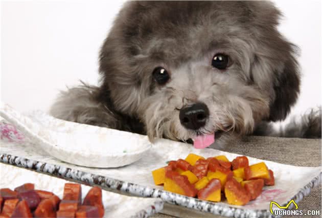 泰迪犬总是挑食，我是如何解决的？