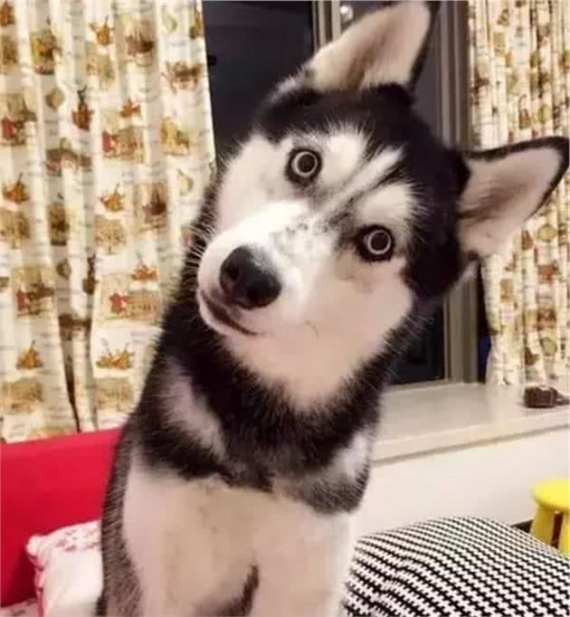 狗子行为解读：带狗子外出，狗子总是回头看主人，是什么意思