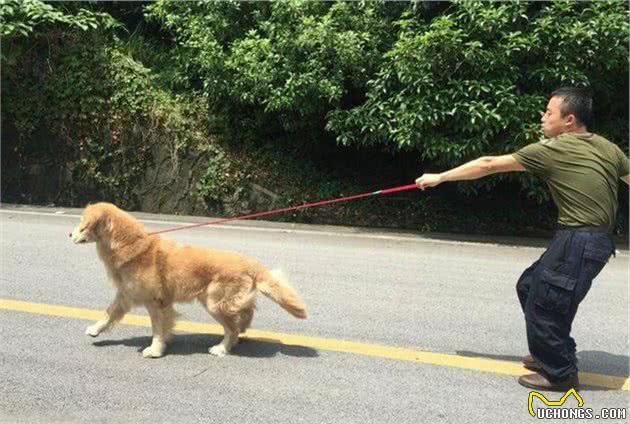 狗子行为解读：带狗子外出，狗子总是回头看主人，是什么意思