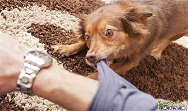 狗狗肚子饿时都会有这5种表现，你家是哪一种？