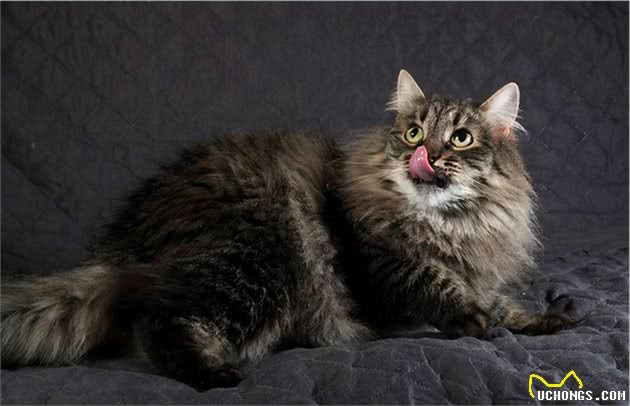 大部分猫咪很“花心”，只有这种猫坚持一夫一妻，长相也非常帅气