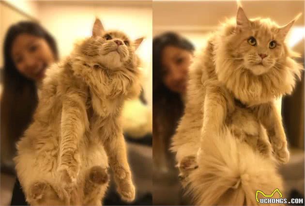 撞脸四字弟弟的缅因猫，你要不要了解一下？