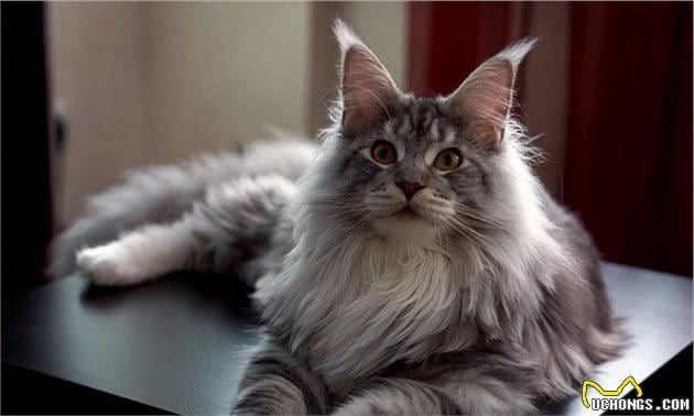 撞脸四字弟弟的缅因猫，你要不要了解一下？