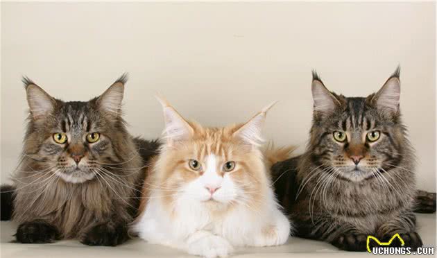 撞脸四字弟弟的缅因猫，你要不要了解一下？
