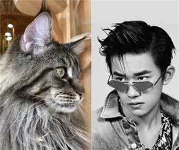 撞脸四字弟弟的缅因猫，你要不要了解一下？