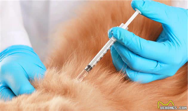犬类自身免疫性疾病威胁生命健康，宠主需要了解的犬类疾病知识
