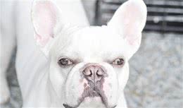 犬类自身免疫性疾病威胁生命健康，宠主需要了解的犬类疾病知识