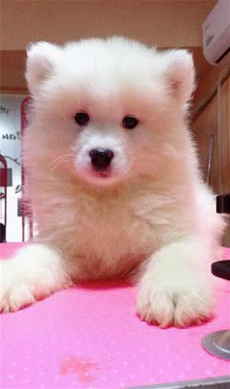 恶鲲讲犬之—萨摩耶