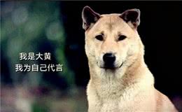 中华田园犬名片：七大款，款款经典有特色，不输外国狗