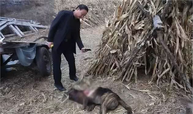 强似猎豹的斑鬣狗，能把它驯来看家护院吗？