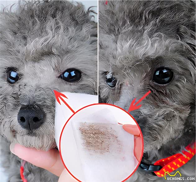 这几种狗狗虽然好看，却非常容易有泪痕