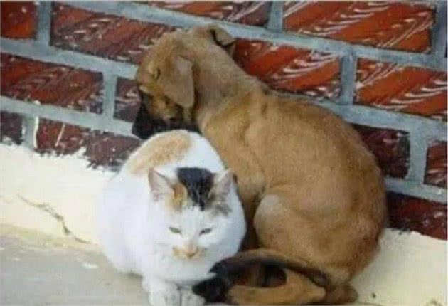 流浪猫狗的产生，危害和安置方法？