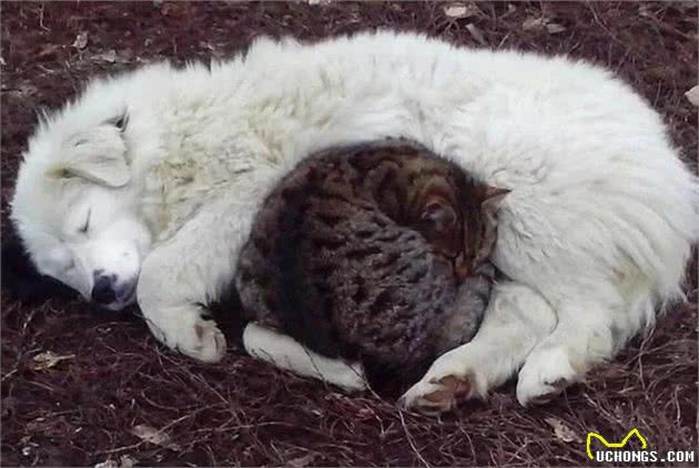 流浪猫狗的产生，危害和安置方法？