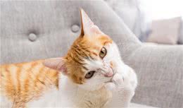 猫得了哮喘能自愈？猫支气管炎和哮喘有什么区别？猫哮喘怎么治？