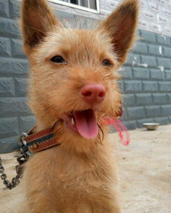 穿梭在丛林深处，保留原始猎性的本土优秀猎犬，现已濒临灭绝