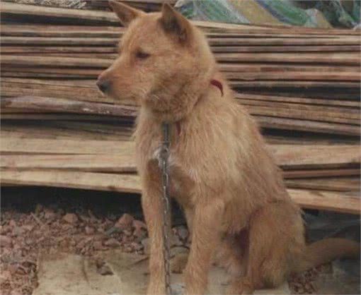 穿梭在丛林深处，保留原始猎性的本土优秀猎犬，现已濒临灭绝