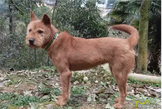 穿梭在丛林深处，保留原始猎性的本土优秀猎犬，现已濒临灭绝