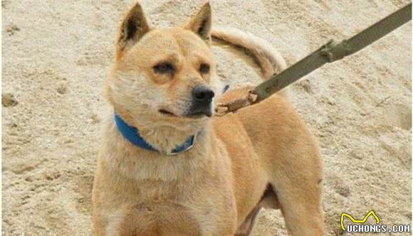 穿梭在丛林深处，保留原始猎性的本土优秀猎犬，现已濒临灭绝