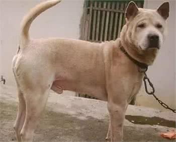 穿梭在丛林深处，保留原始猎性的本土优秀猎犬，现已濒临灭绝