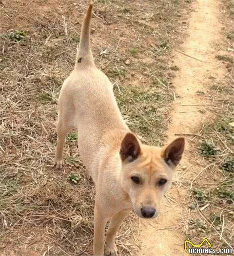 穿梭在丛林深处，保留原始猎性的本土优秀猎犬，现已濒临灭绝